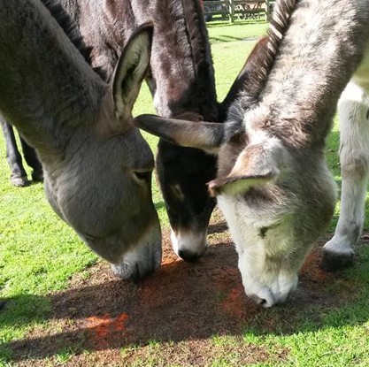 Four donkeys sniffing the ground